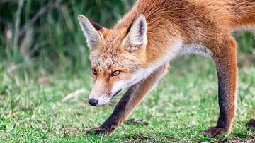 Fox in search of prey by Martijn van Dellen