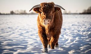 Schotse Hooglander in Sneeuw van Loes Valckx