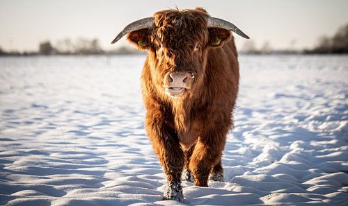 Schotse Hooglander in Sneeuw