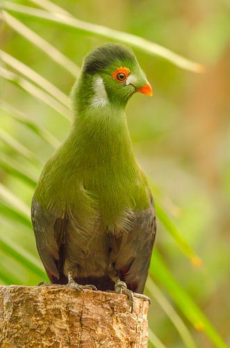 Groene Witwangtoerako