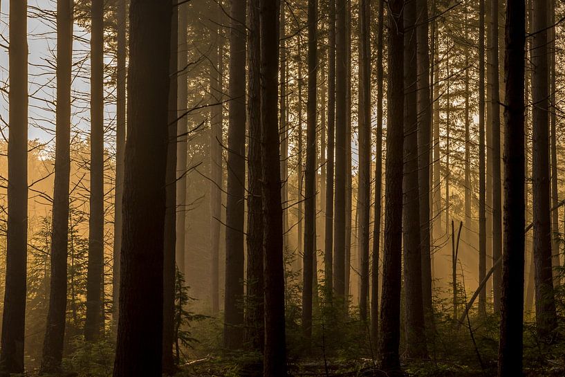 Licht durch die geraden Bäume im Speulderbos Ermelo Niederlande von Bart Ros
