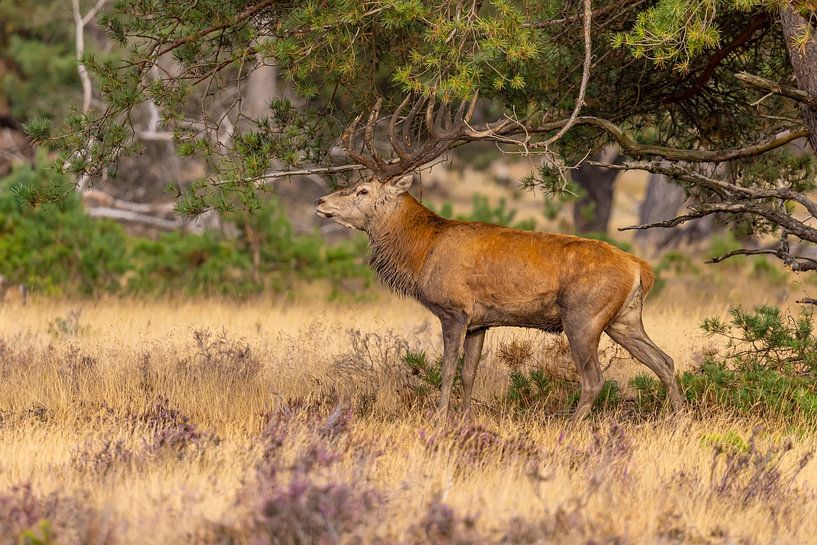 Red deer on the Hoge Veluwe, Netherlands by Gert Hilbink