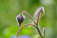 Borago officinalis oder Borretsch