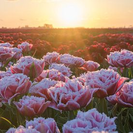 Beautiful pink fringed peony tulips at sunset by Natascha Teubl
