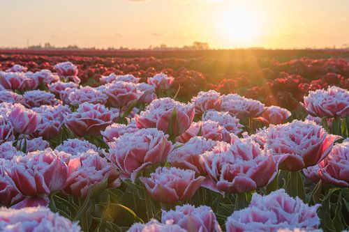 Beautiful pink fringed peony tulips at sunset