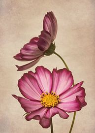 Vintage Cosmea by Marga Vroom