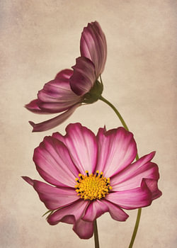 Vintage Cosmea