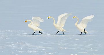 Whooper Swans chasing by Harry Eggens
