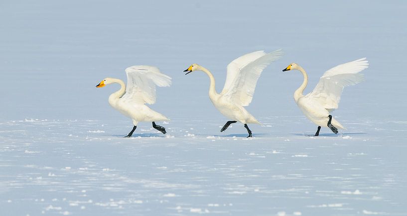 Wilde zwanen achtervolging van Harry Eggens