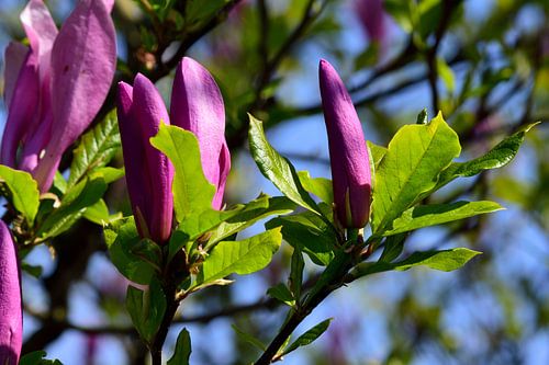 Bloemen van een magnolia