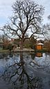 The tree reflection van RJH van de Kimmenade thumbnail