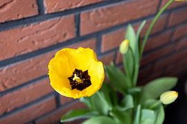 Die ersten Blumen im emsländischen Garten von Bianca Meyering Fotos - BMF