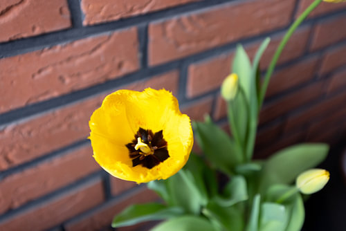 The first flowers in the Emsland garden