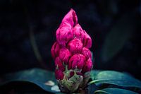 Rodondendron