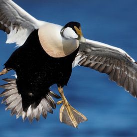 Eidermännchen auf der Flucht; von AGAMI Photo Agency