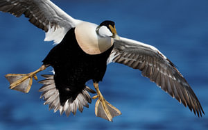 Eidermännchen auf der Flucht;