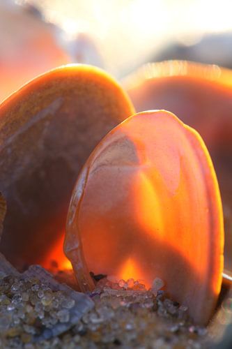 Shells in backlight 2