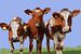 Drie nieuwsgierige koeien. van SydWyn Art