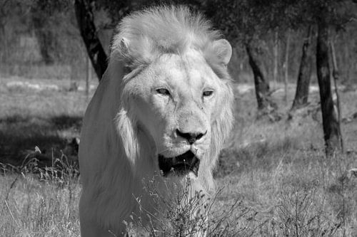 Un lion blanc affamé concentré sur sa proie
