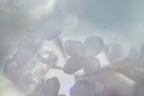 Fluisteringen van licht