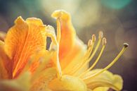 Rhodondendron in bloei van Niels Barto thumbnail