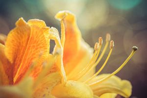 Rhodondendron in bloei van Niels Barto