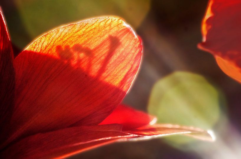 Amaryllis 04 par Hans Heemsbergen