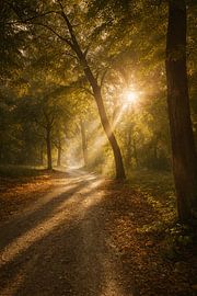 Path in the Morning Light by David Krause
