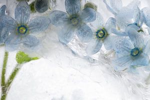 Blaue Seidenblume in Eis 2