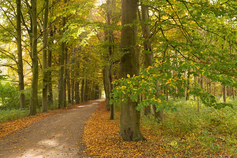 Beukenlaan in herfsttooi von Marijke van Eijkeren