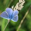  icarusblauwtje vlinder (Polyommatus icarus)  sur michael meijer