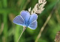  icarusblauwtje vlinder (Polyommatus icarus) 
