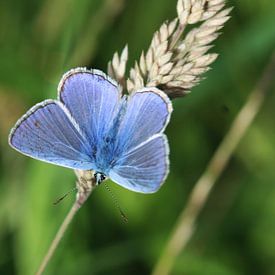 Common blue butterfly by michael meijer