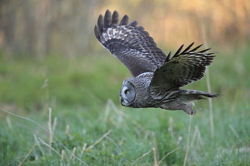 Gehoornde Uil Zweden