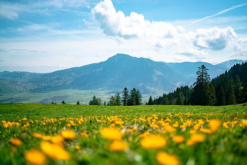 Bloemrijk uitzicht op de Grünten vanaf de middag