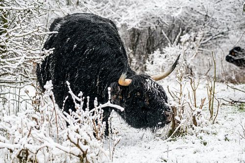Galloway in the snow