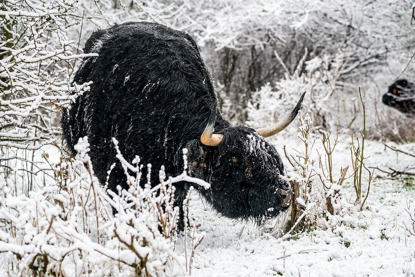 Galloway in the snow by Marcel Derweduwen