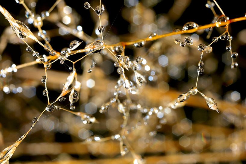 Wassertropfen des Morgentaus von Thomas Jäger