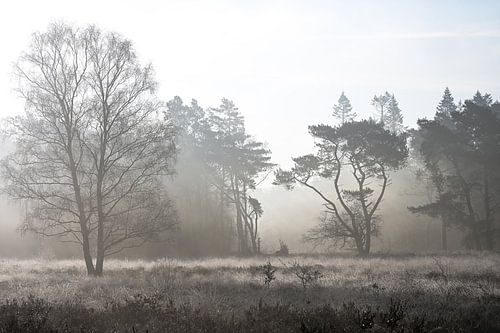 Wolfhezerheide, part 167