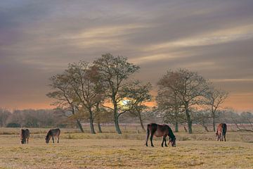 Exmoorpony`s in de weide 2 van Marcel Kieffer