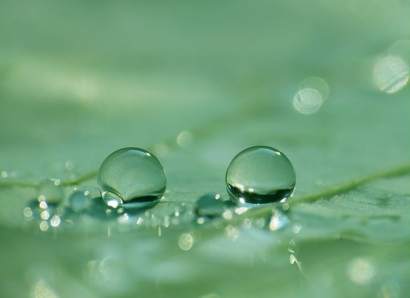 Green Paradise - Drops in Green by Caroline Lichthart