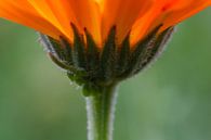 Oranje bloem van Evelyne Renske thumbnail