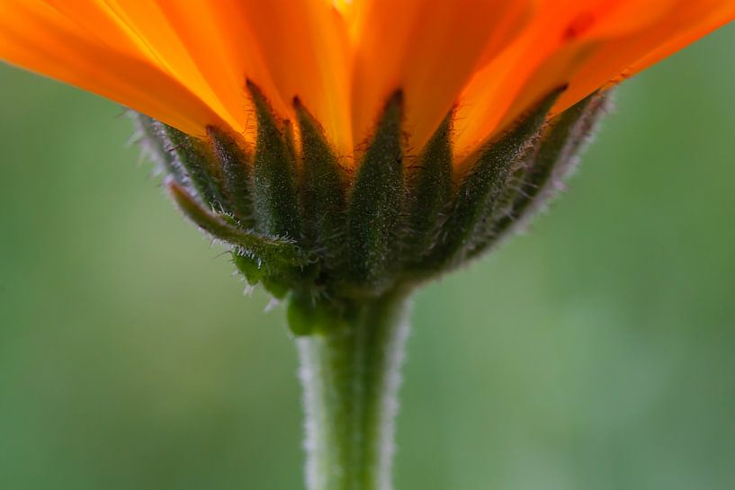 Oranje bloem van Evelyne Renske