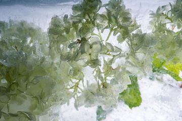 Viburnum in kristalhelder ijs van Marc Heiligenstein