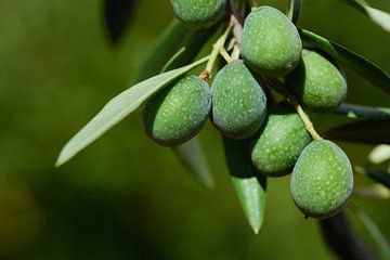 Oliven am Baum von Ulrike Leone