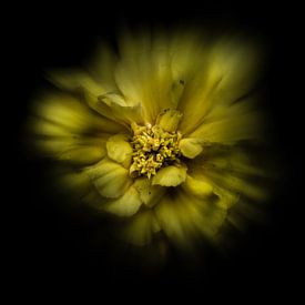 Blumen im Hinterhof Nr. 41 Farbfluss Version von The Learning Curve Photography