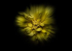 Backyard Flowers No 41 Color Flow Version