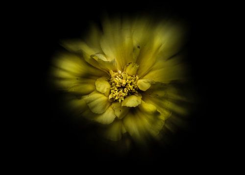 Blumen im Hinterhof Nr. 41 Farbfluss Version von The Learning Curve Photography