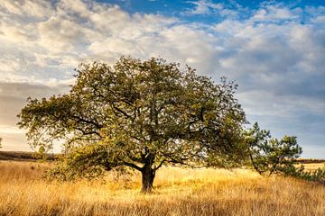 Solitary oak by Joran Quinten