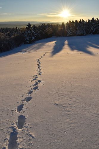 Voetafdrukken in een veld in de winter